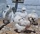 Sedosa do Japão com GARANTIA DE FERTILIDADE (silkie chicken) (06 ovos férteis) - Imagem 3