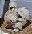 Sedosa do Japão com GARANTIA DE FERTILIDADE (silkie chicken) (06 ovos férteis) - Imagem 1