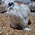 Sedosa do Japão com GARANTIA DE FERTILIDADE (silkie chicken) (06 ovos férteis) - Imagem 2