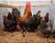 MARANS BLACK COPPER com GARANTIA DE FERTILIDADE! (06 ovos férteis) - Imagem 4