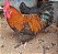MARANS BLACK COPPER com GARANTIA DE FERTILIDADE! (06 ovos férteis) - Imagem 1