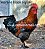 MARANS BLACK COPPER com GARANTIA DE FERTILIDADE! (06 ovos férteis) - Imagem 6