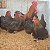 MARANS BLACK COPPER com GARANTIA DE FERTILIDADE! (06 ovos férteis) - Imagem 1