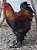 BRAHMA ISABELA x BRAHMA PERDIZ com Garantia de Fertilidade (Valor dúzia ovos férteis) - CEMANI BRASIL - Imagem 4
