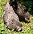 AMERAUCANA AZUL com Garantia de Fertilidade (06 ovos férteis) - Imagem 2
