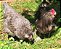 AMERAUCANA AZUL com Garantia de Fertilidade (06 ovos férteis) - Imagem 4