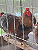 WYANDOTTE DOURADO LACEADO - 12 ovos férteis - CEMANI BRASIL - Imagem 1