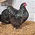 Orpington Black - 12 ovos ferteis para incubação - CEMANI BRASIL - Imagem 1