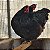 Orpington Black - 12 ovos ferteis para incubação - CEMANI BRASIL - Imagem 2