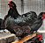 Orpington Black - 12 ovos ferteis para incubação - CEMANI BRASIL - Imagem 3