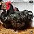 Orpington Black - 12 ovos ferteis para incubação - CEMANI BRASIL - Imagem 4