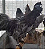AYAM CEMANI AZUL com GARANTIA DE FERTILIDADE! (06 ovos férteis) - CEMANI BRASIL - Imagem 3