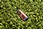CERVEJA BABY MARRECO BALBURDIADOR SESSION IPA- LATA 473ml - Imagem 1