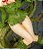 DC COMICS Bishoujo DC UNIVERSE Poison Ivy Returns 1/7 Complete Figure - Imagem 9