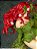 DC COMICS Bishoujo DC UNIVERSE Poison Ivy Returns 1/7 Complete Figure - Imagem 10