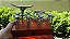 KIT TRIDENTE + GARRA + GARFINHO BOI CEPO EM ALUMINIO BBQ - Imagem 7
