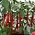 MOLHO DE PIMENTA CAYENNE ORIGINAL 100ML - Imagem 2