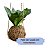 Fibra De Coco Longa - Substrato Orquídeas - Ninhos Pet - Kokedama 3,8 litros - Imagem 3