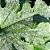 Forth Fungicida Concentrado 30 Ml - Imagem 3