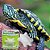 SUPLEMENTO MINERAL E VITAMINICO PARA TARTARUGAS AQUATICAS REPTOCAL 15g - Imagem 3