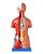 Torso de 45cm, Bissexual / Assexuado, com Coluna Exposta, em 25 Partes - Imagem 2