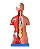 Torso de 45cm, Bissexual / Assexuado, com Coluna Exposta, em 25 Partes - Imagem 2