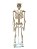 Modelo Anatômico do Esqueleto Humano 85cm - Imagem 1