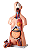 Torso Humano Bissexual com Abertura nas Costas - 85cm - 25 partes - Imagem 1
