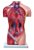 Modelo Anatômico do Torso Humano Masculino - 42cm c/ 15 partes - Imagem 2