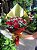 Buquê 12 Rosas Vermelhas Importadas com Mosquitinho - Imagem 2