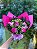 Buquê 6 Rosas Coloridas com Alstromélias - Imagem 2
