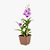 Orquídea Mini Denphalen - Pote 12 - Imagem 1