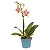 Orquídea Mini Phale - Pote 09 - Imagem 1