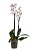 Orquídea Phalenopolis - Pote 12 (Cores Variadas) - Imagem 1
