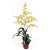 Orquídea Chuva de Ouro - Imagem 1