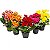 Begonia Elatior - Pote 11 (Cores Variadas) - Imagem 1