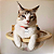 KIT ALADIM 6 PEÇAS - Playground para gatos - Imagem 3