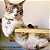 KIT FAÍSCA 7 PEÇAS -  Móveis para gatos - Imagem 5