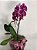Orquídea Phalaenopsis no vidro - Imagem 1