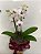 Mini Orquídea no Cachepô - Imagem 1