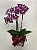 Mini Orquídea no vidro - Imagem 1