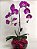 Orquídea Phalaenopsis  Vidro - Imagem 1