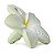 MORDEDOR INFANTIL Hawaii the Flower Flor Hawaiana - Imagem 3