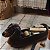CESTO DOGS SPARKY 59 X 16 X 23 CM - Imagem 6