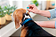 Bravecto Transdermal para Cães de 2 a 4,5 Kg - 112,5 mg - Imagem 5