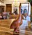 Escultura de Ganso Em Madeira GG Linha V - Extra Grande - Imagem 4
