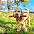 CHUCKIT! Ultra Fetch Stick - Imagem 3
