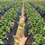Mulching Preto/Preto Agroplás 1,40x1000 - Perfurado - Garantia 8 meses - Imagem 5