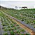 Mulching Preto/Preto Agroplás 1,40x1000 - Perfurado - Garantia 8 meses - Imagem 8