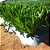 Mulching Preto E Branco 1,20x1000 Ref 25 - Imagem 7